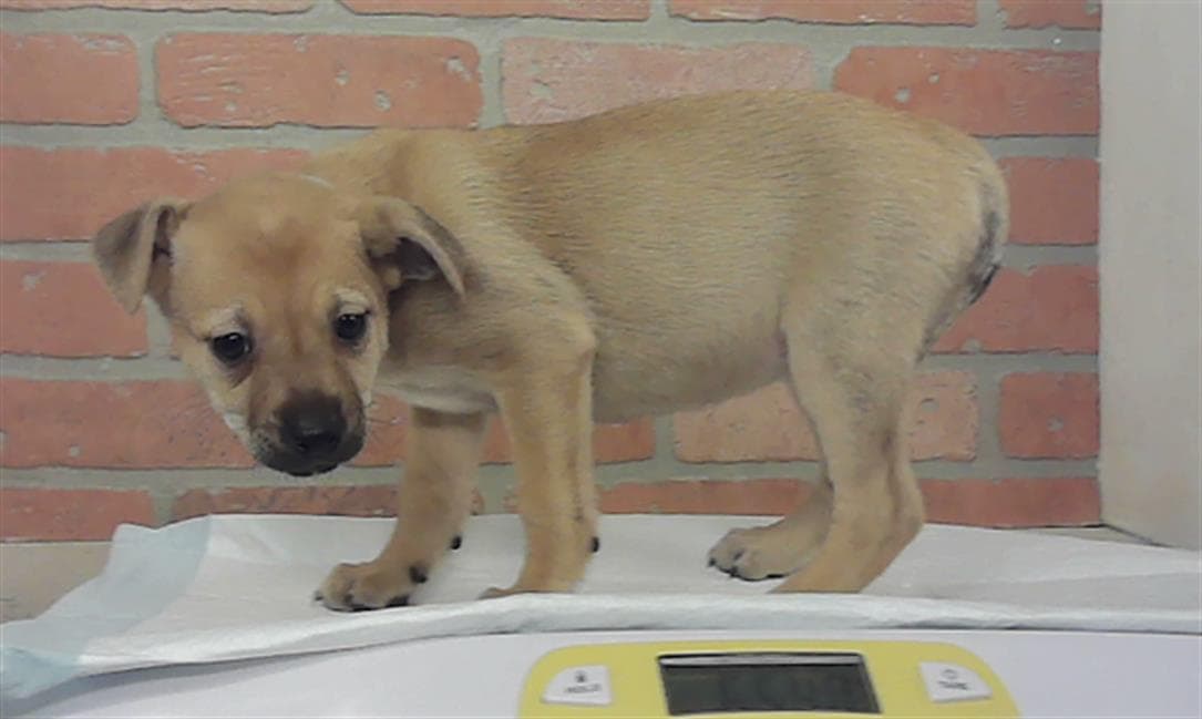 Puppy - Staffordshire Bull Terrier