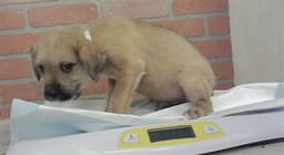 Puppy image 1