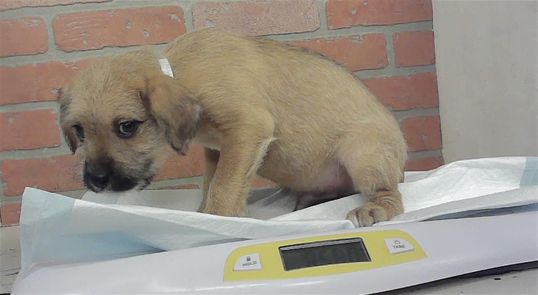 Puppy - Staffordshire Bull Terrier
