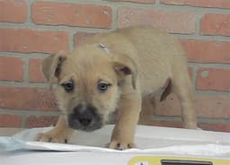 Puppy image 1