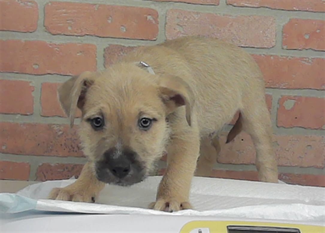 Puppy - Staffordshire Bull Terrier