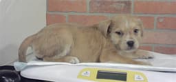 Puppy image 1