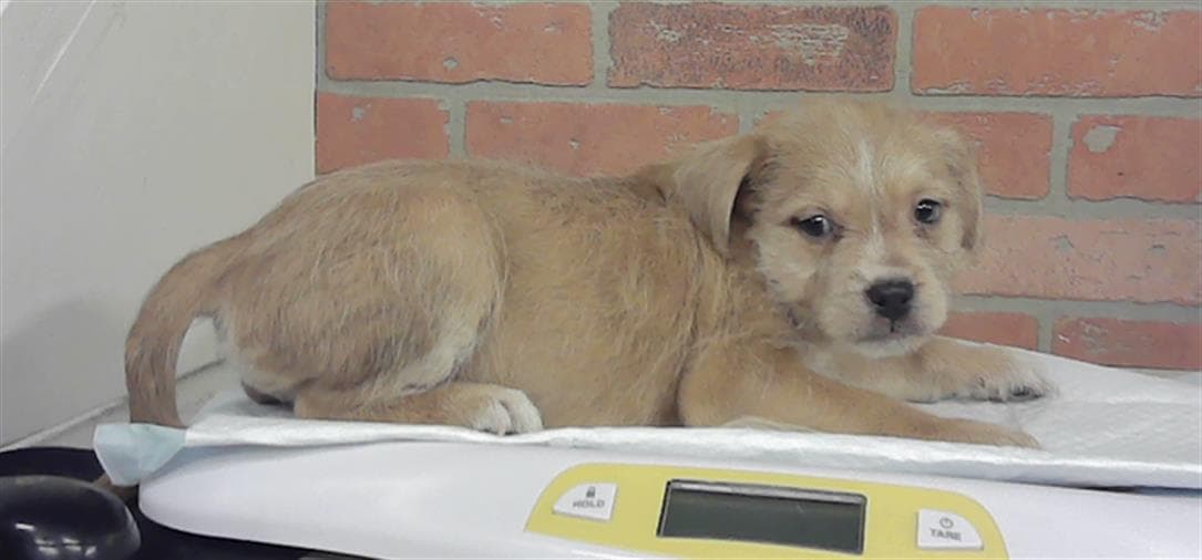 Puppy - Staffordshire Bull Terrier