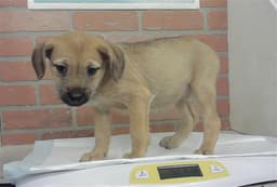 Puppy image 1