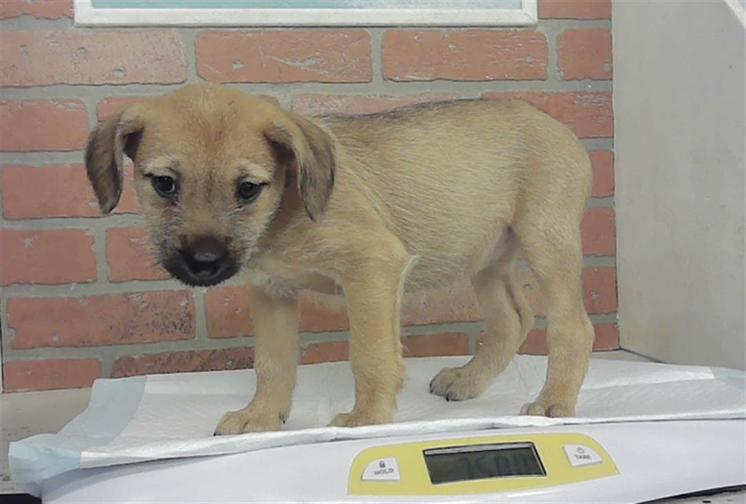 Puppy - Staffordshire Bull Terrier
