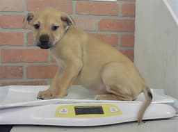 Puppy image 1