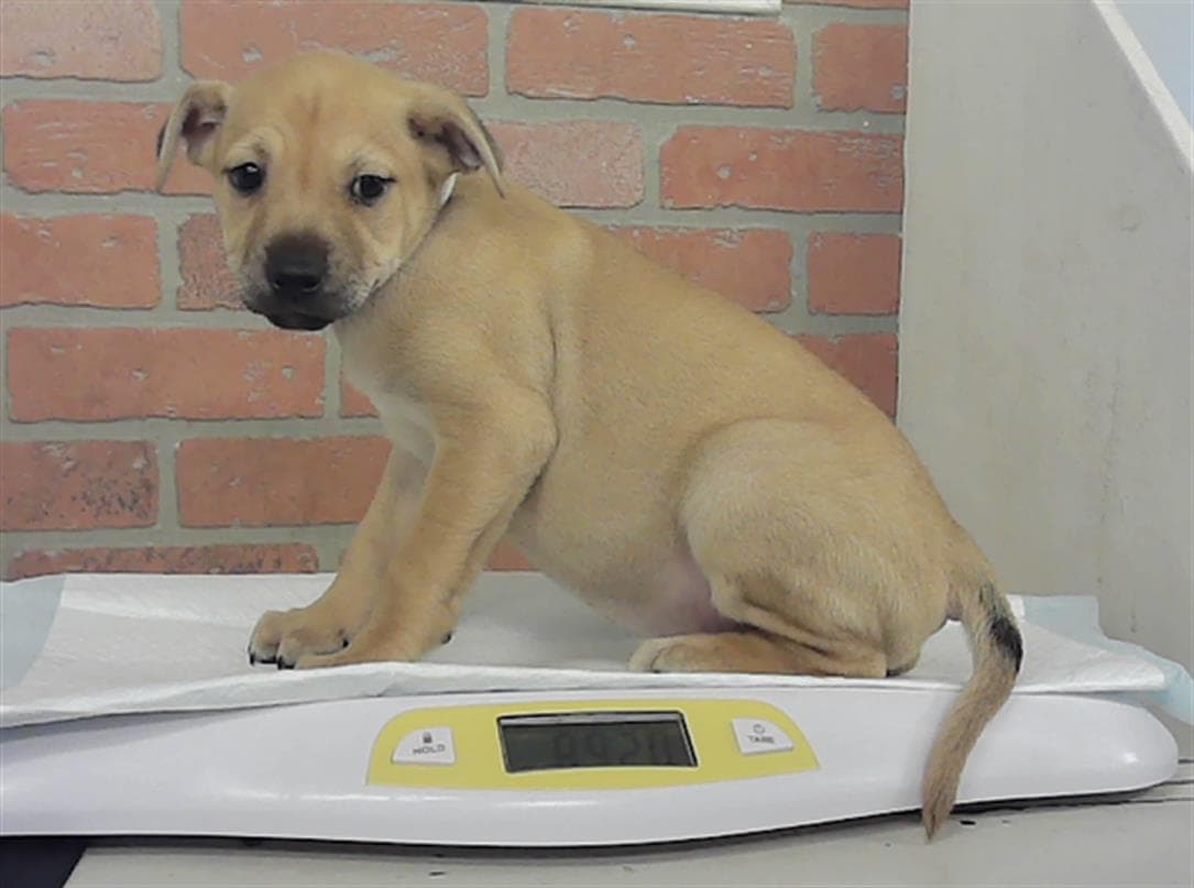 Puppy - Staffordshire Bull Terrier