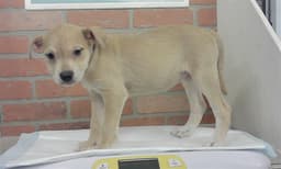 Puppy image 1