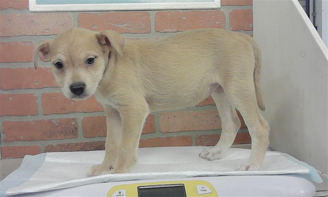 Puppy - Staffordshire Bull Terrier