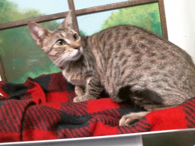 Speedy - Domestic Short Hair
