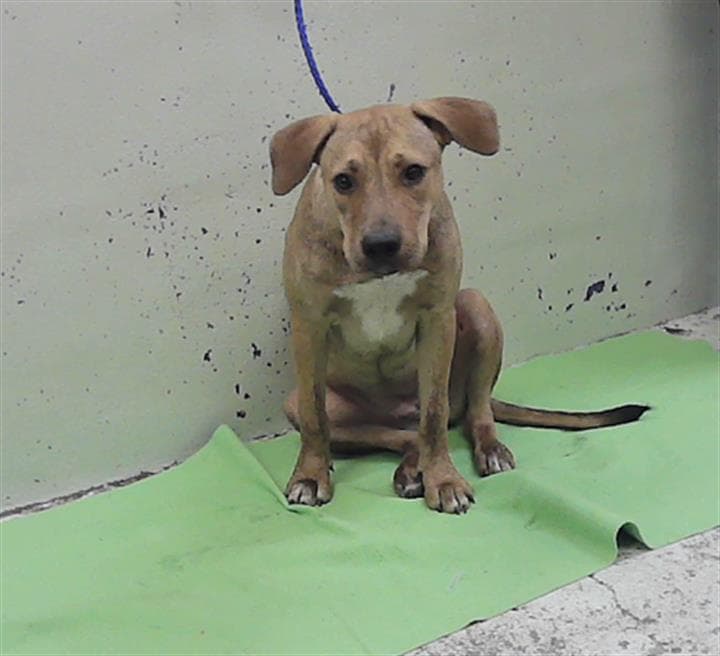 Unknown - Labrador Retriever