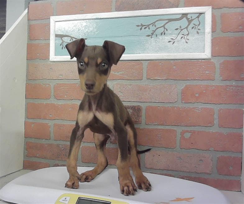 Andy - Doberman Pinscher