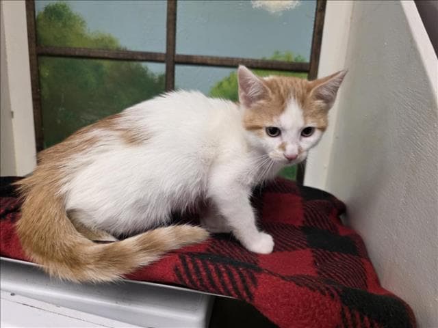 Unknown - Domestic Short Hair