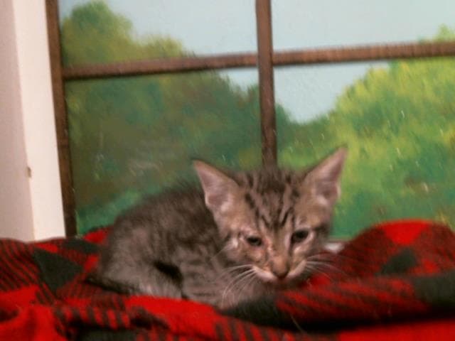 Unknown - Domestic Short Hair