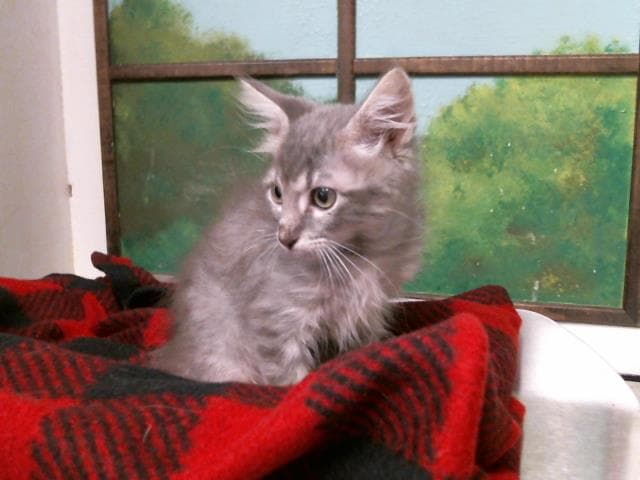 Unknown - Domestic Medium Hair