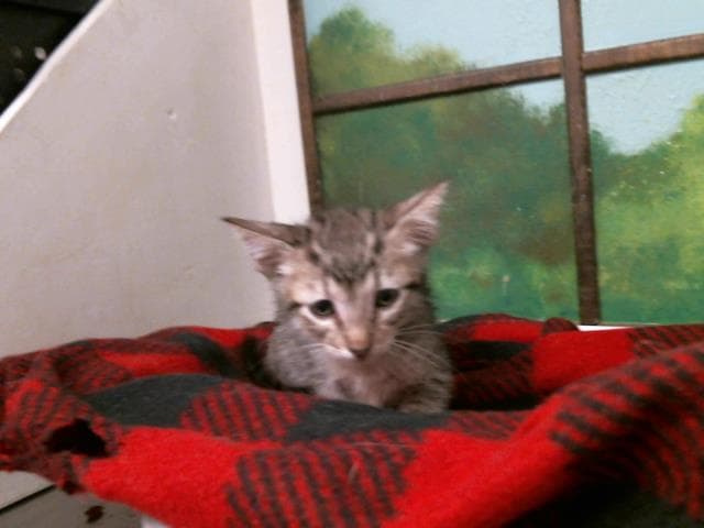 Unknown - Domestic Short Hair