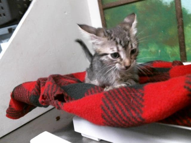 Unknown - Domestic Short Hair