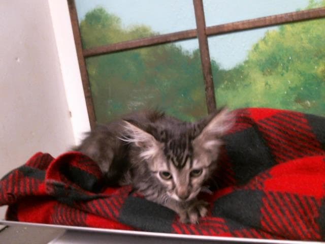 Unknown - Domestic Medium Hair