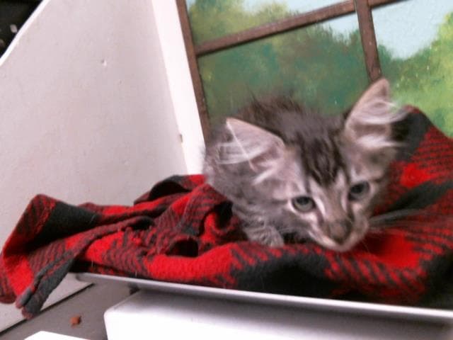 Unknown - Domestic Medium Hair