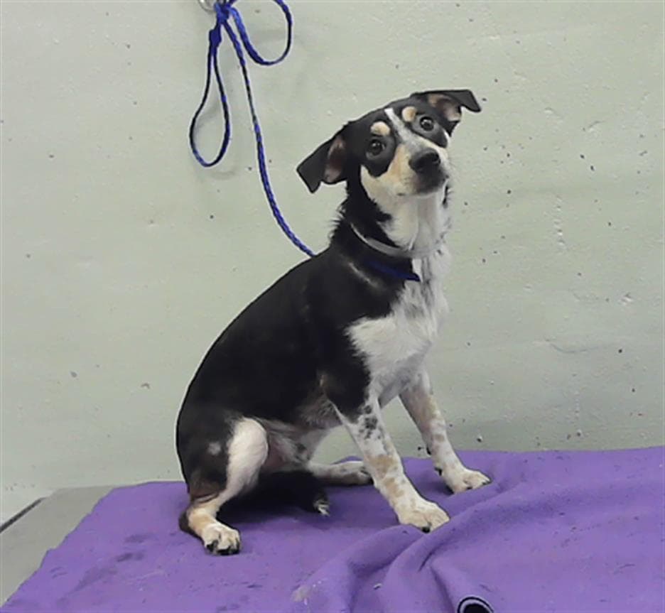 Pancho - Australian Shepherd