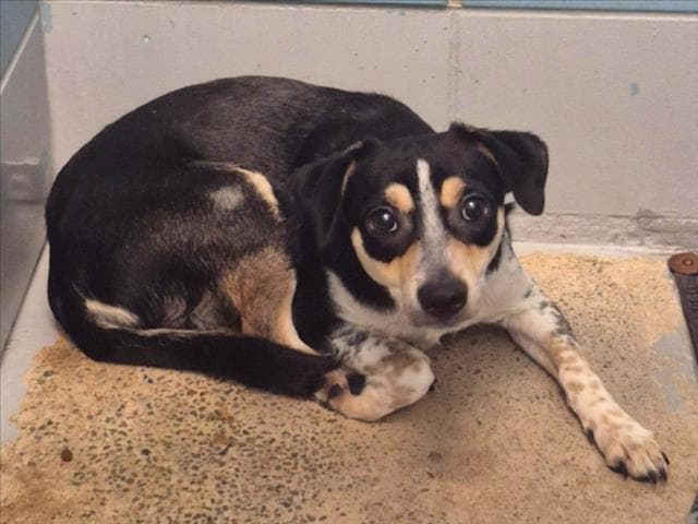 Pancho - Australian Shepherd
