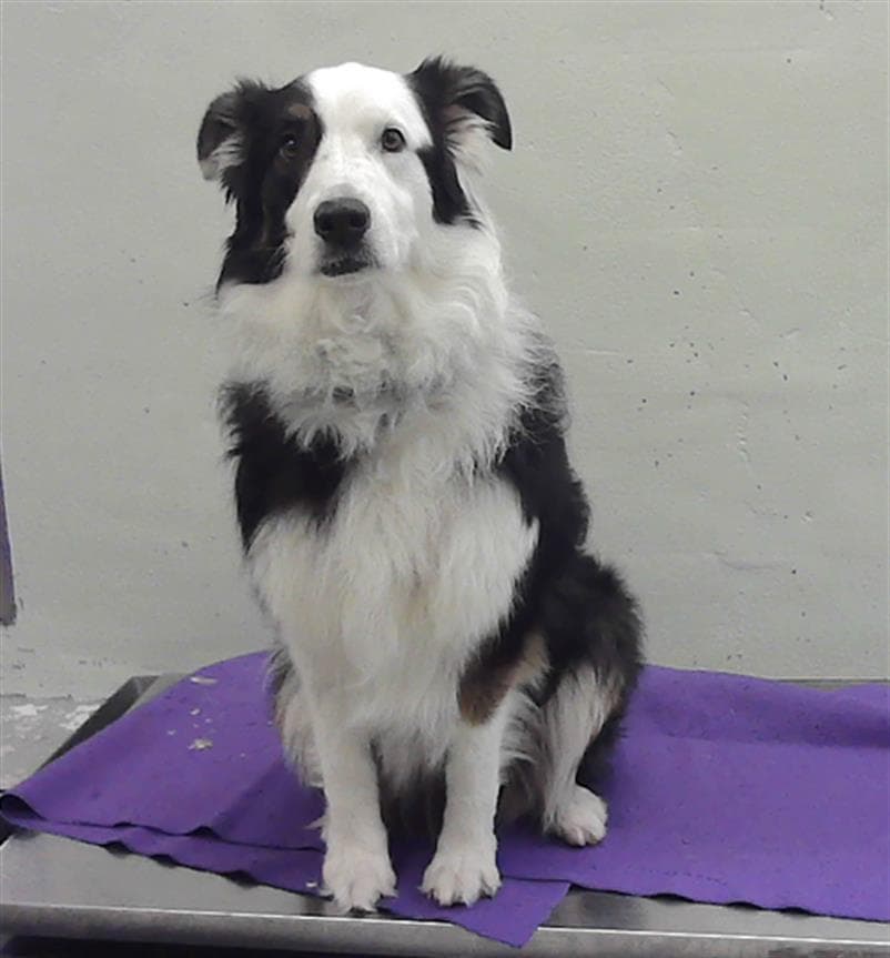 Coco - Australian Shepherd