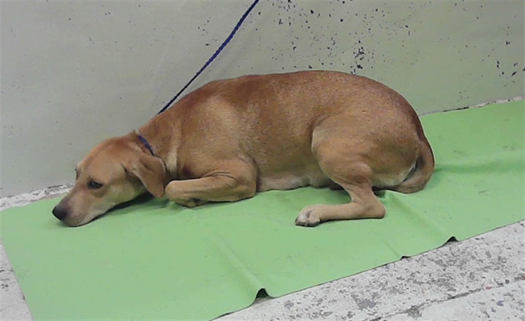 Minnie - Labrador Retriever