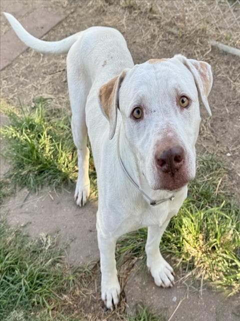 John - Labrador Retriever