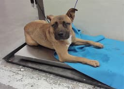 Rocko image 1