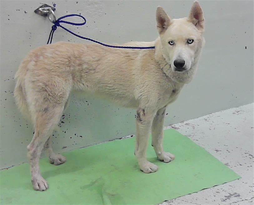 Unknown - Husky