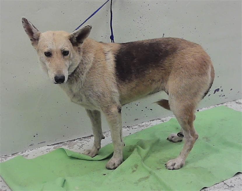Siri - German Shepherd Dog