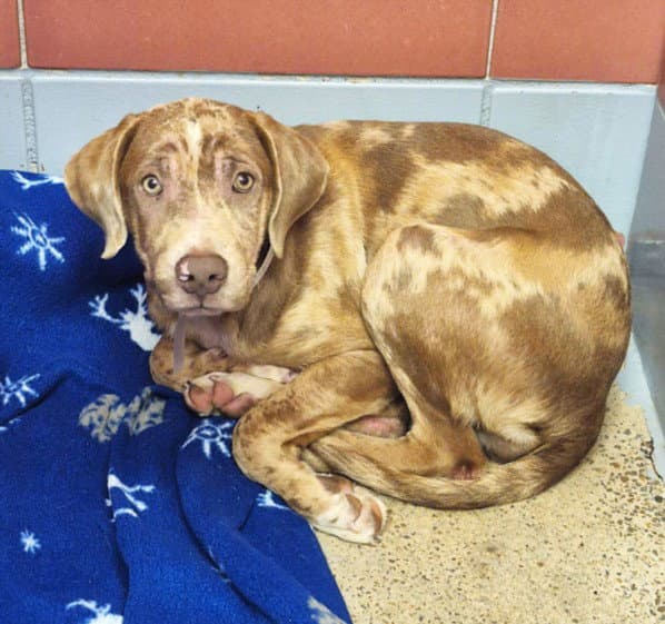 Cinnamon - Catahoula Leopard Dog