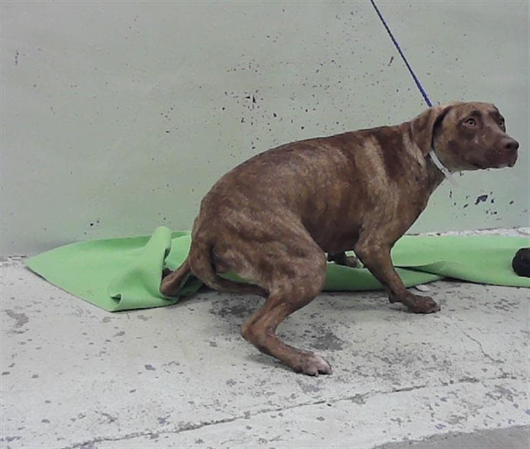 Unknown - Staffordshire Bull Terrier