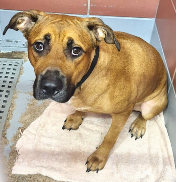 Unknown - Rhodesian Ridgeback