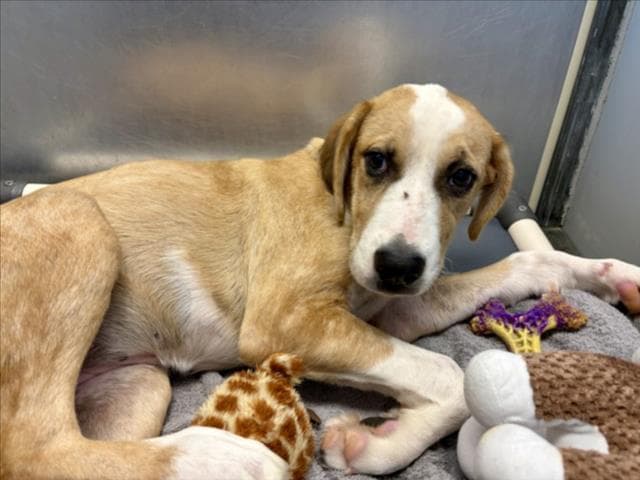 Unknown - Catahoula Leopard Dog