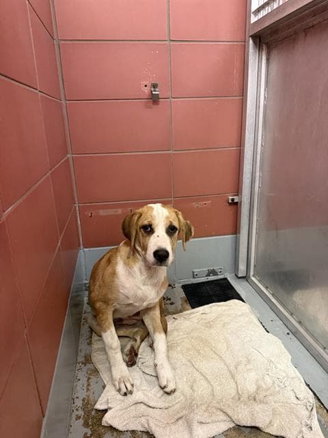 Unknown - Catahoula Leopard Dog