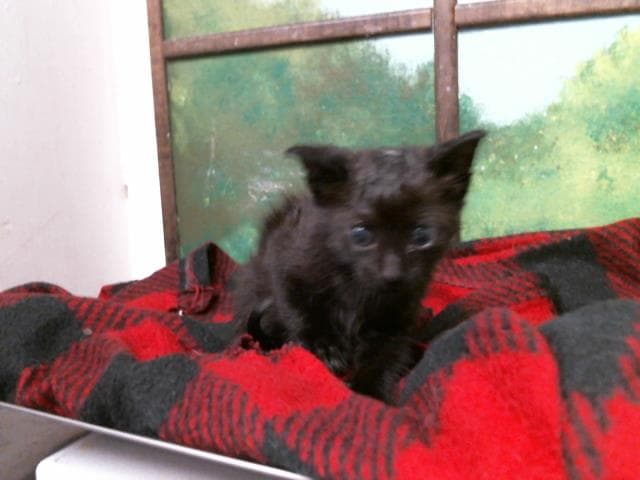 Mckenzie - Domestic Short Hair