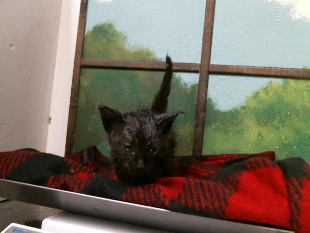 Miss Mollie - Domestic Short Hair
