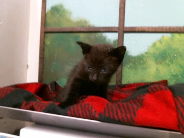 Maverick - Domestic Short Hair