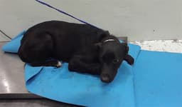 Pippa image 1
