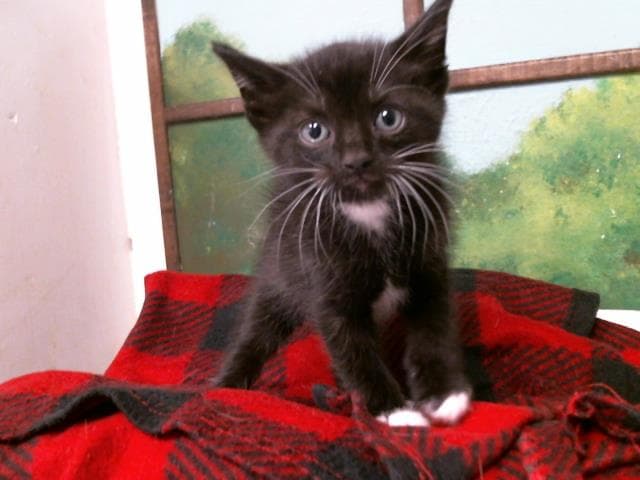 Nick - Domestic Short Hair