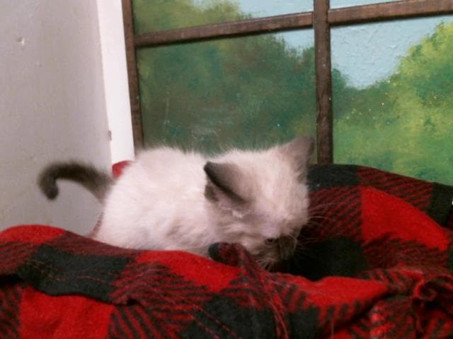 Nicklaus - Siamese