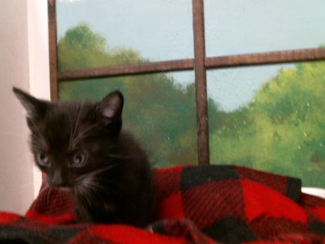 Nickolas - Domestic Short Hair