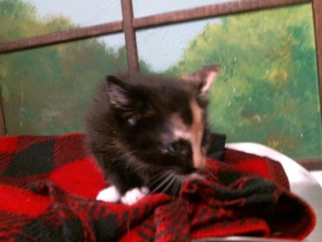 Nikki - Domestic Short Hair
