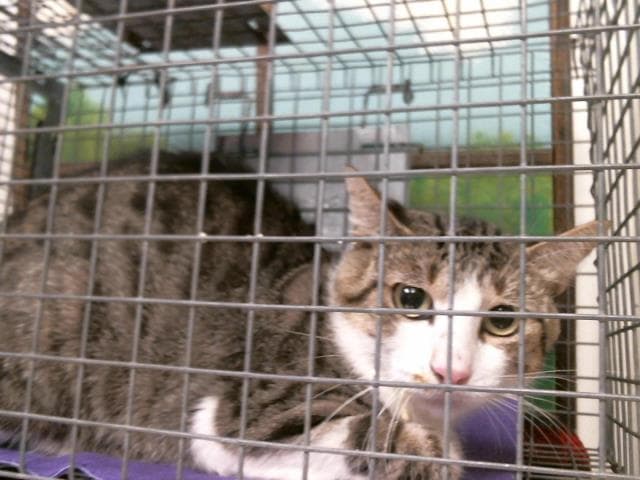 Flaco - Domestic Short Hair