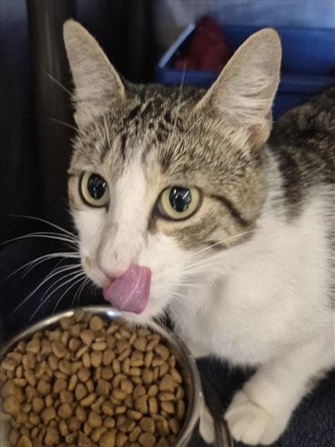 Flaco - Domestic Short Hair