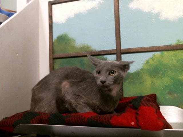 Lagerta - Domestic Short Hair