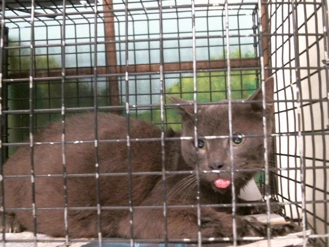 Unknown - Domestic Short Hair