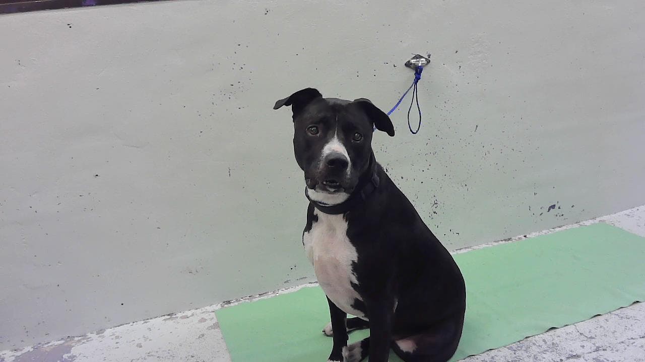 Bobby - Bull Terrier