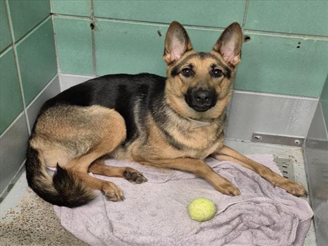 Athenna - German Shepherd Dog